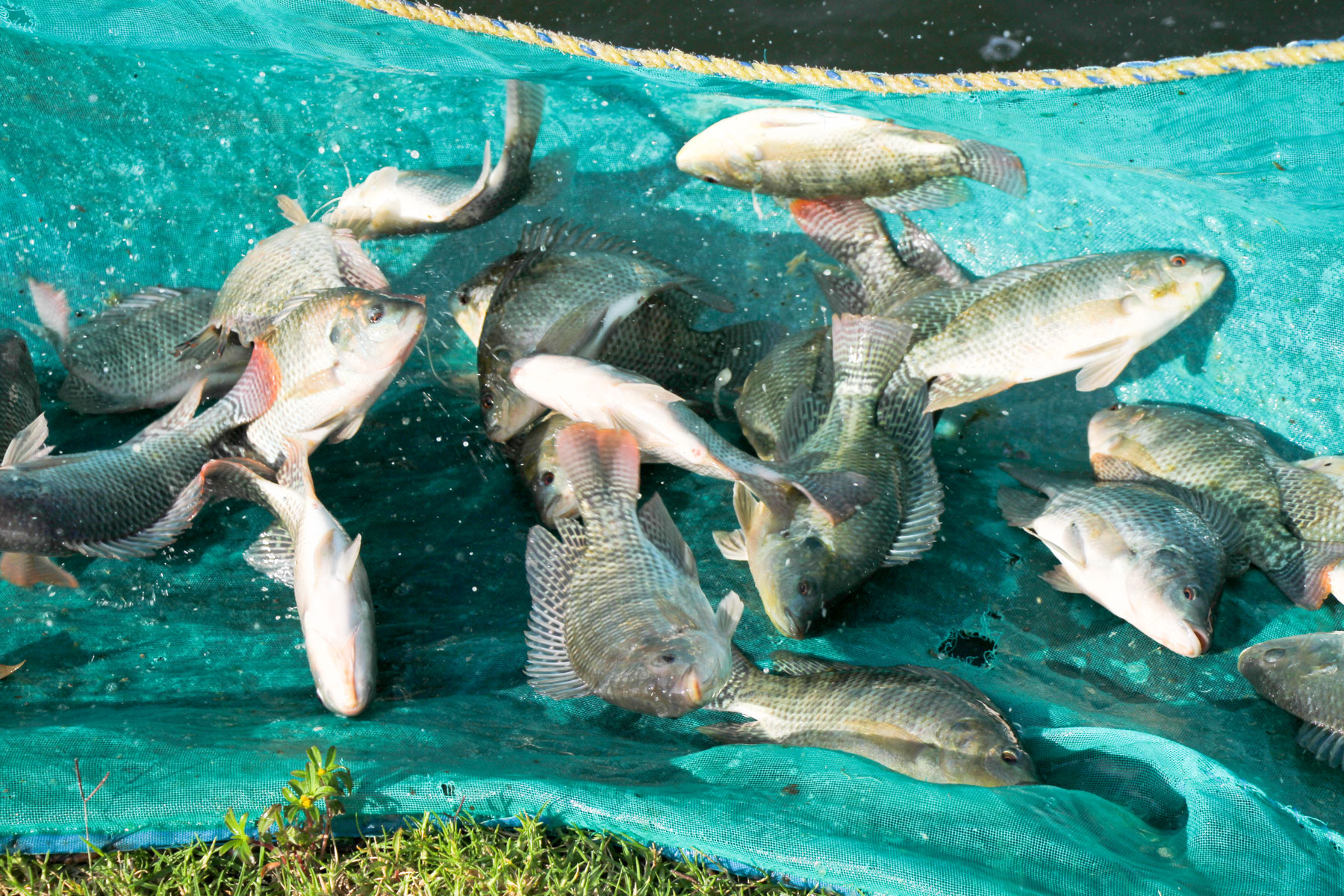 Las 4,600 granjas acuícolas de tilapia en el país que actualmente generan 128,300 toneladas de esta especie.