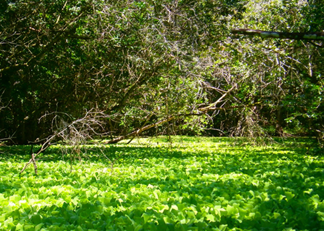 Área de Protección de Flora y Fauna Bala'an Ka'ax, Qroo.