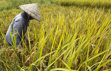 Tailandia líder mundial en exportación de arroz