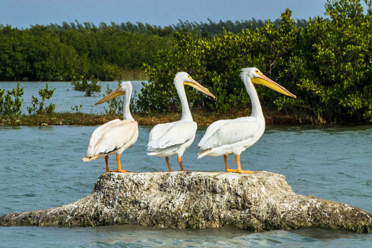 Ejemplar de pelicano blanco.