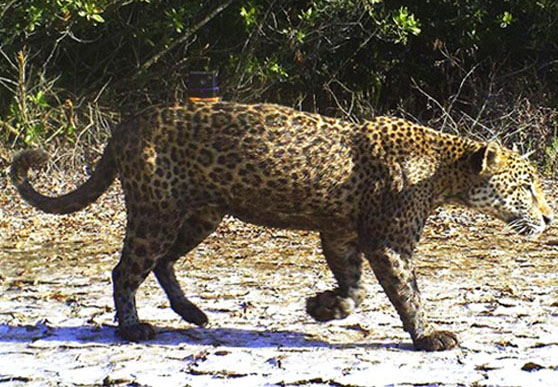 El jaguar es una de las especies emblemáticas de la RB Marismas Nacionales.