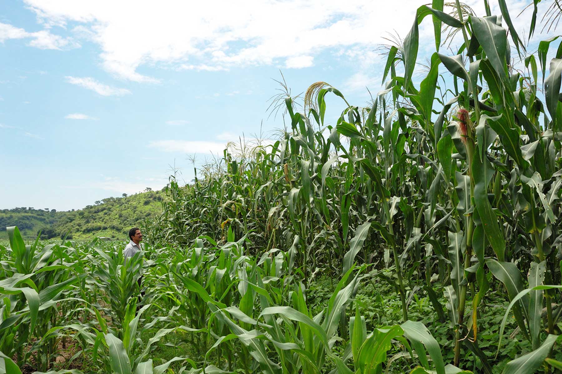 5 razones para estudiar carreras relacionadas al campo | Secretaría de  Agricultura y Desarrollo Rural | Gobierno 