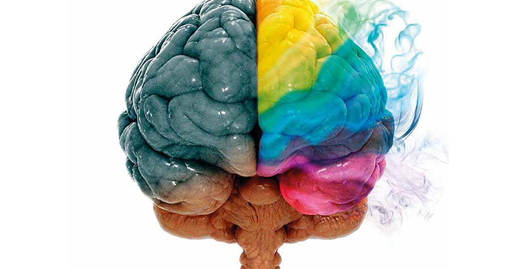 Cerebro de colores.
