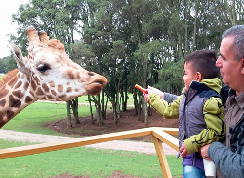Papá cargando a su hijo en el zoologico dándole de comer una zanahoria a una jirafa.