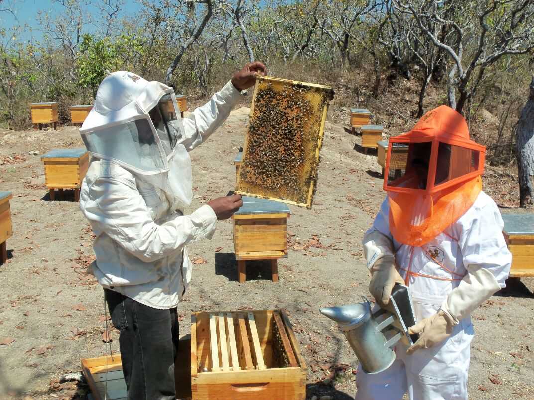 Dos apicultores del estado de Oaxaca. 