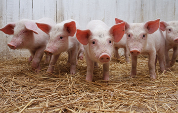 Puercos, cochinos, cerdos o porcinos? | Servicio de Información  Agroalimentaria y Pesquera | Gobierno 