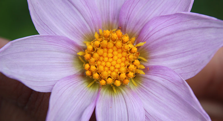 Dalia, símbolo de la floricultura nacional | Servicio Nacional de  Inspección y Certificación de Semillas | Gobierno 