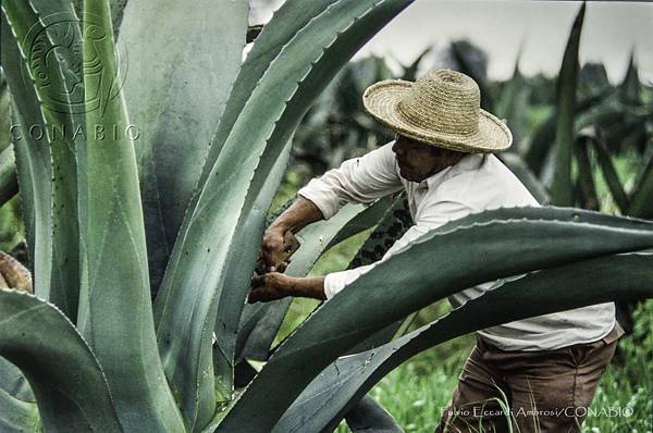 Agave | Tequila, Jalisco 
