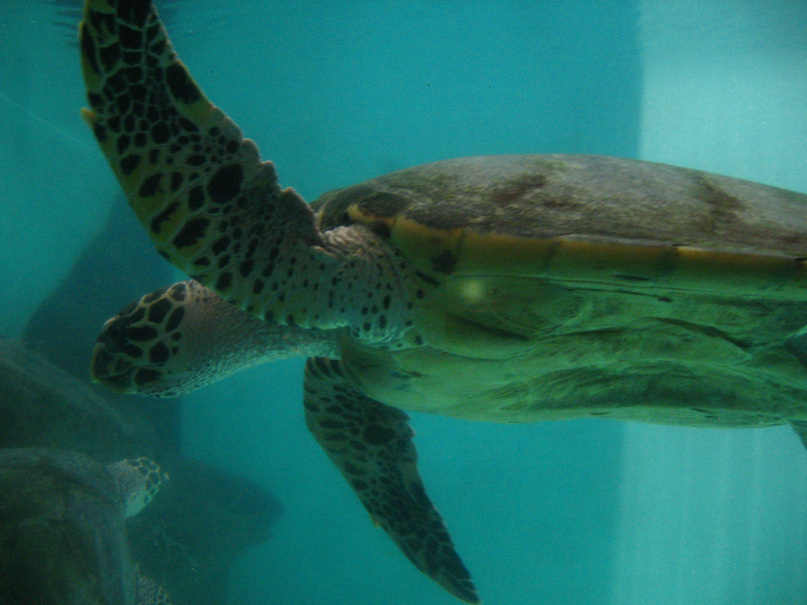 Una tortuga nadando en el mar.