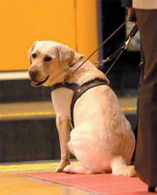 Perro Guía al lado de su amo, esperando la llegada del metro