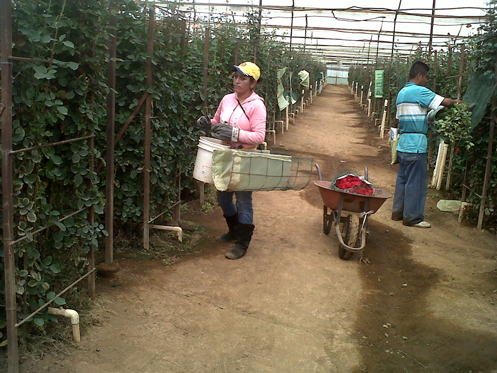 Dos jornaleros agrícolas en un vivero recolectando fruta.