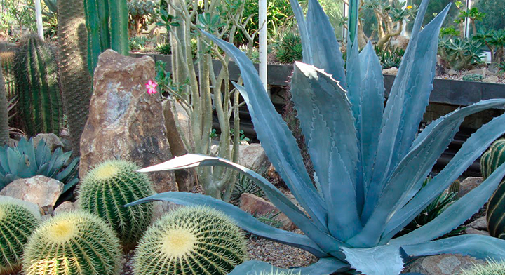 Agave y cactus 