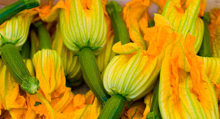 Flor de calabaza, una belleza gastronómica | Secretaría de Agricultura y  Desarrollo Rural | Gobierno 