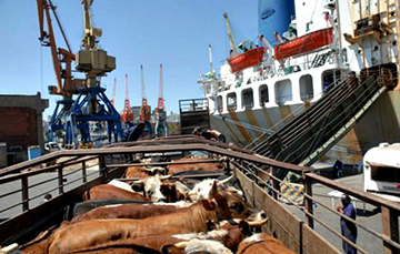 México destaca en exportación de ganado bovino