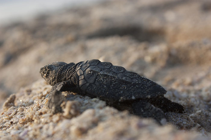 Ejemplar de tortuga marina en Playa Rancho Nuevo, Tamaulipas.
