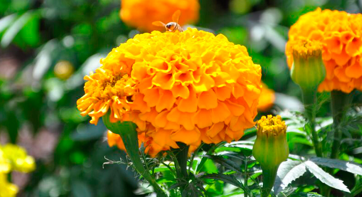 Flor de cempasúchil, belleza espiritual | Secretaría de Agricultura y  Desarrollo Rural | Gobierno 