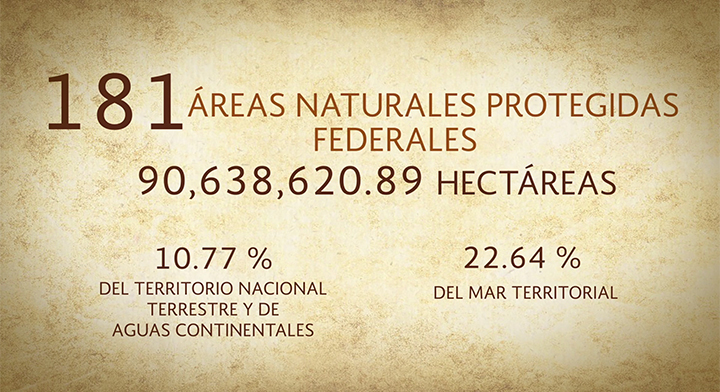 La CONANP protege 90,638,620.9 hectáreas en 181 Áreas Naturales Protegidas.