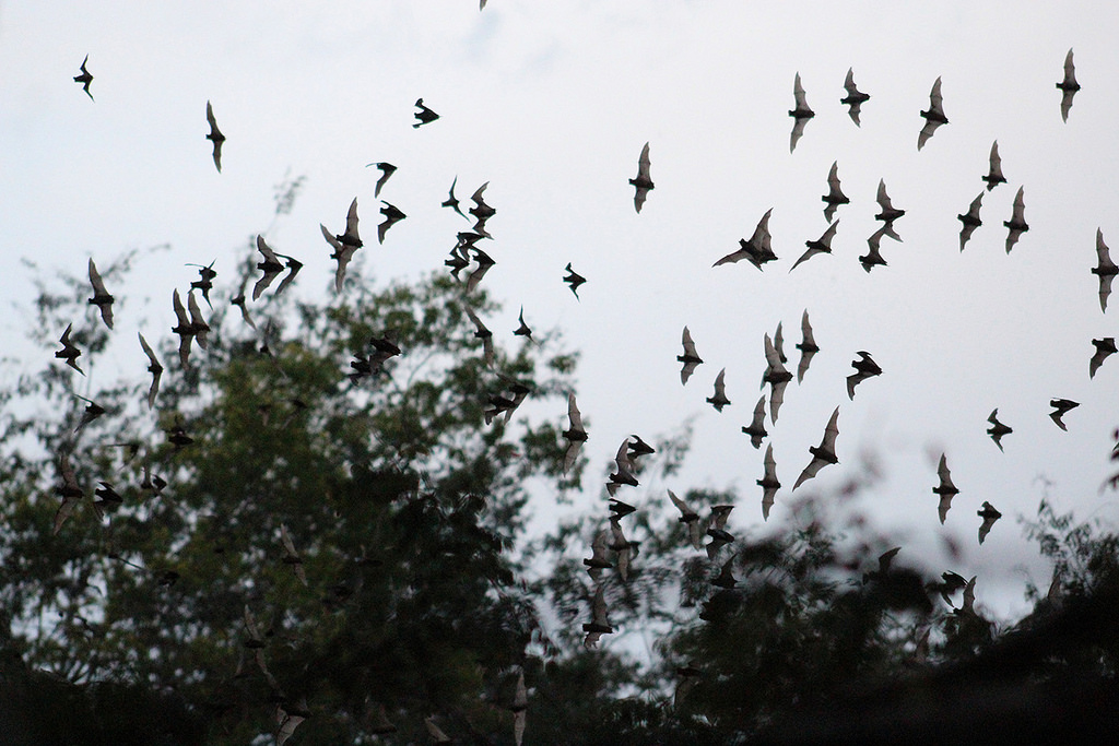 Murciélagos, polinizadores por excelencia del agave.