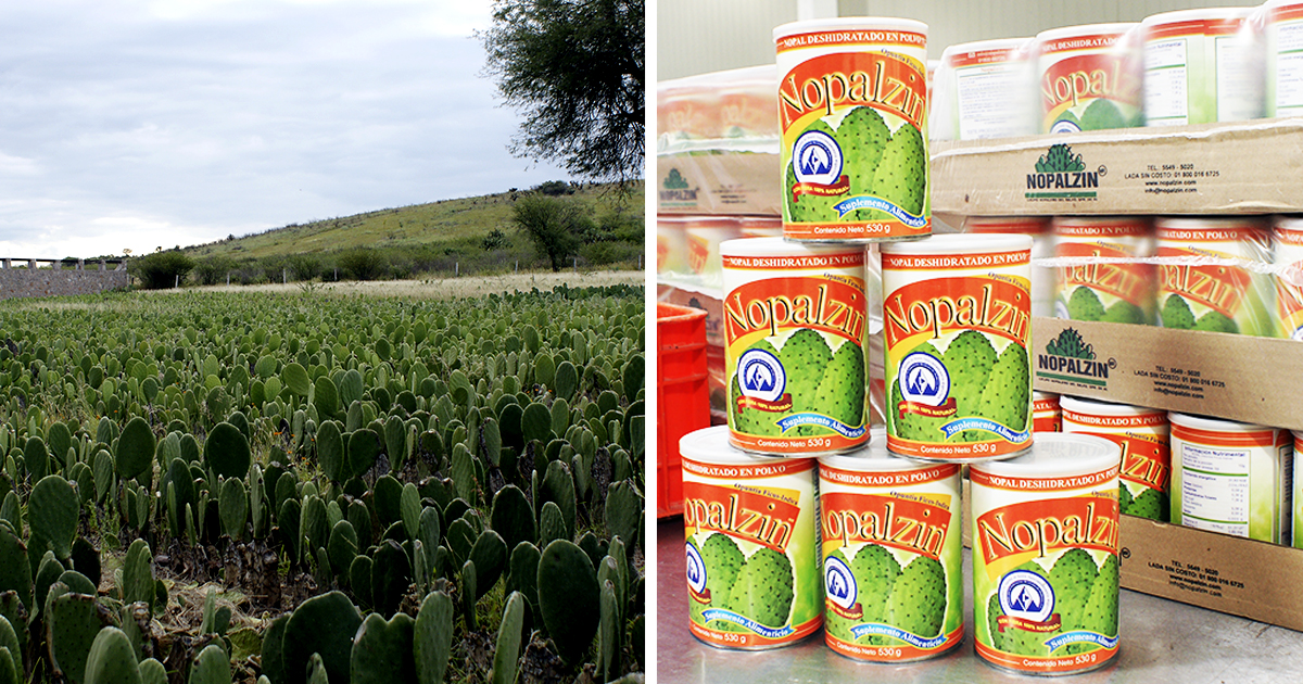 El Nopal, orgullosamente un producto de México para el mundo