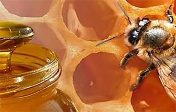 La miel, remedio natural para enfermedades.