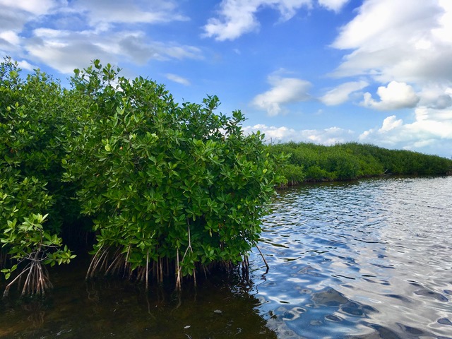 Sitio Ramsar 1777: Manglares de Nichupté.
Estas densas franjas de manglar protegen tierra firme contra huracanes y tormentas.
FOTO: Convención Ramsar.