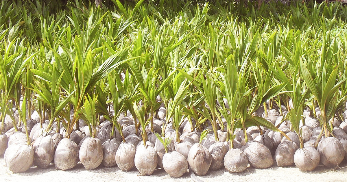 ᐈ Cuidados de la palma de coco: consejos para su salud y belleza