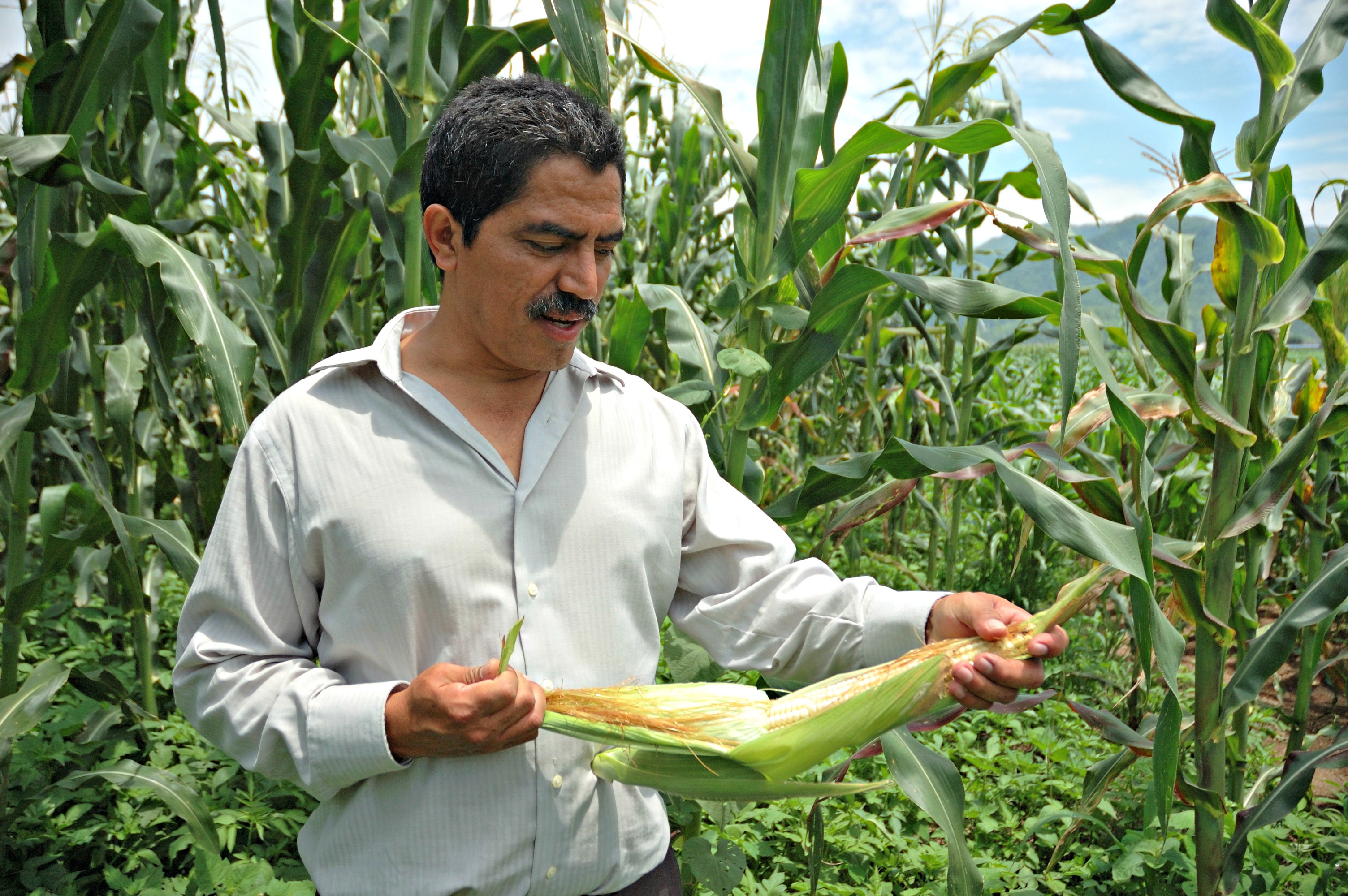 productor de maíz 