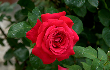 Rosa, reina entre las flores