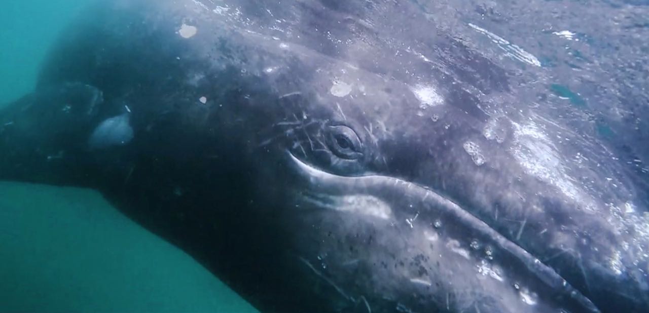 De acuerdo con el quinto censo, se registraron 1521 ejemplares en las Lagunas Ojo de Liebre y San Ignacio, de los cuales 601 son ballenatos.

Estas cifras indican la recuperación de una de las especies más grandes del mundo marino.
