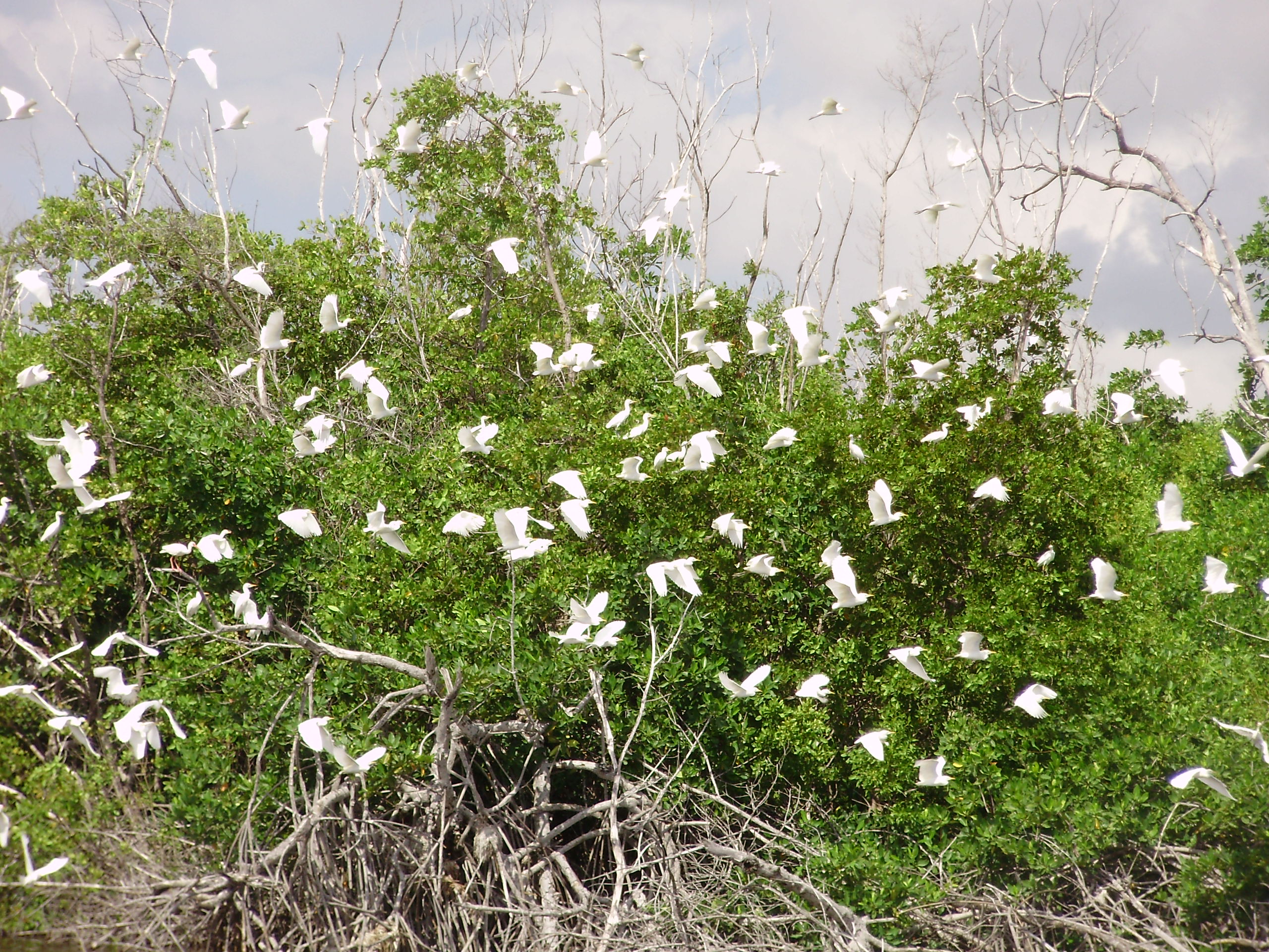 Área de Protección de Flora y Fauna Manglares de Nichupté