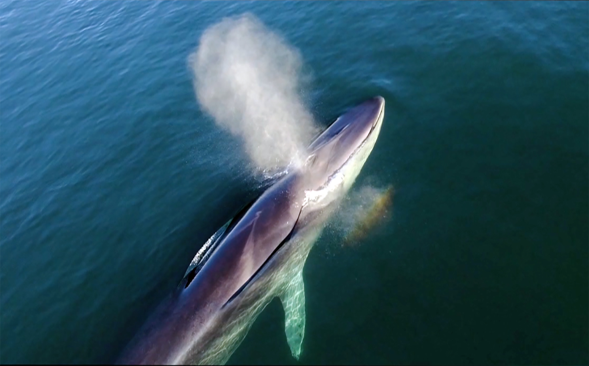 Las aguas del Parque Nacional Bahía de Loreto en Baja California Sur recibe cada año a la especie más grande del planeta: la ballena azul (Balaenoptera musculus).