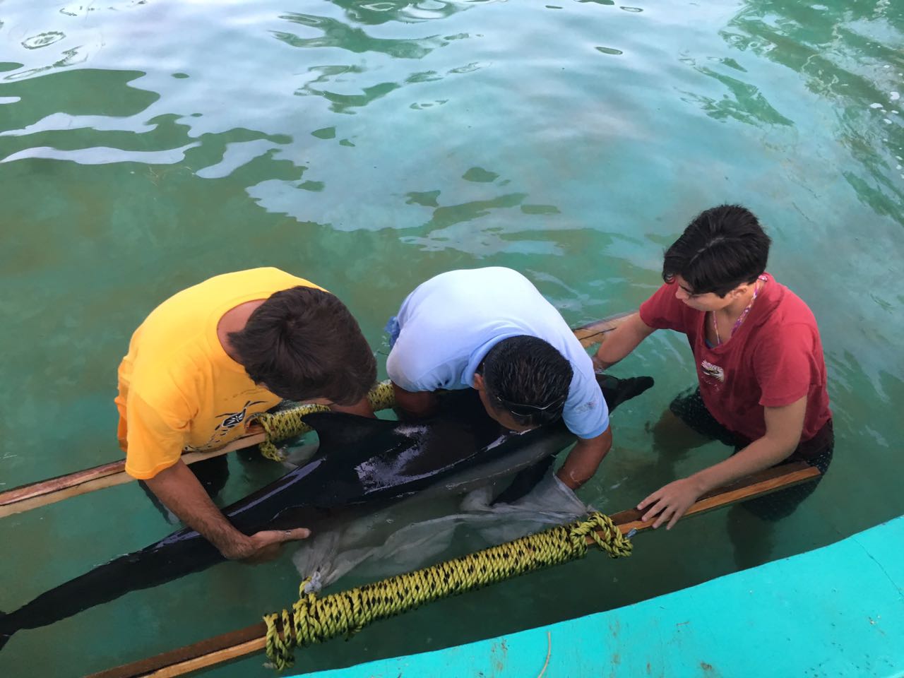 Un  ejemplar de delfín (Delphinus delphi), rescatado el pasado 26 de marzo en las playas de Zicatela, Puerto Escondido, Oaxaca fue liberado con éxito.