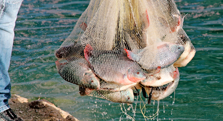 Conoces qué pescamos en México?, Secretaría de Agricultura y Desarrollo  Rural, Gobierno
