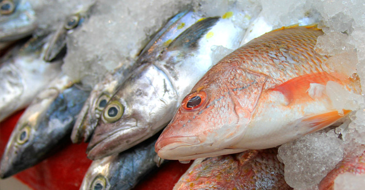 Pescados y mariscos mexicanos una excelente opción para la salud