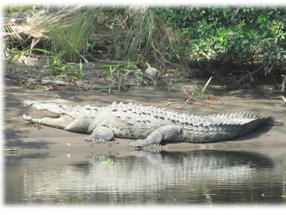 Cocodrilo real (Crocodylus acutus) 