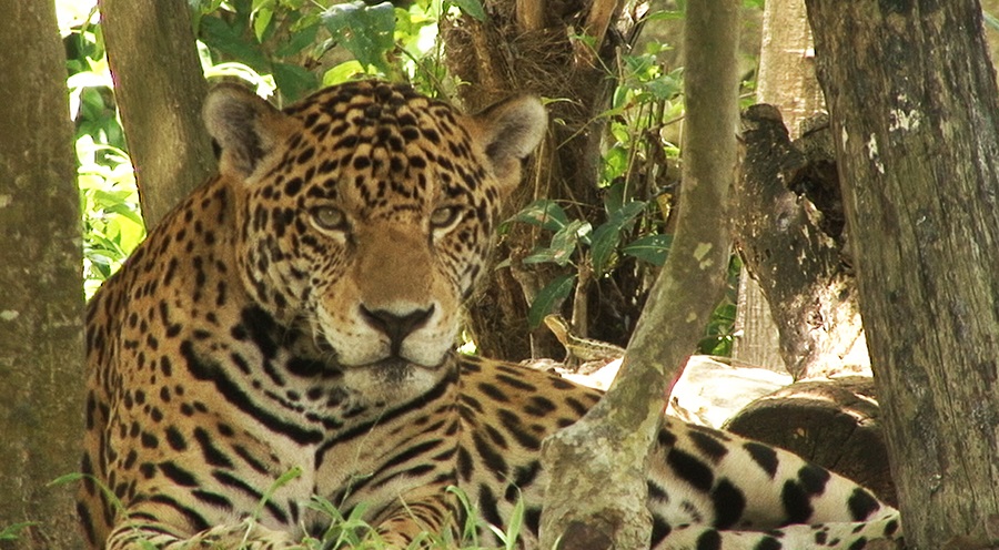 Reserva de la Biosfera Calakmul / Jaguar