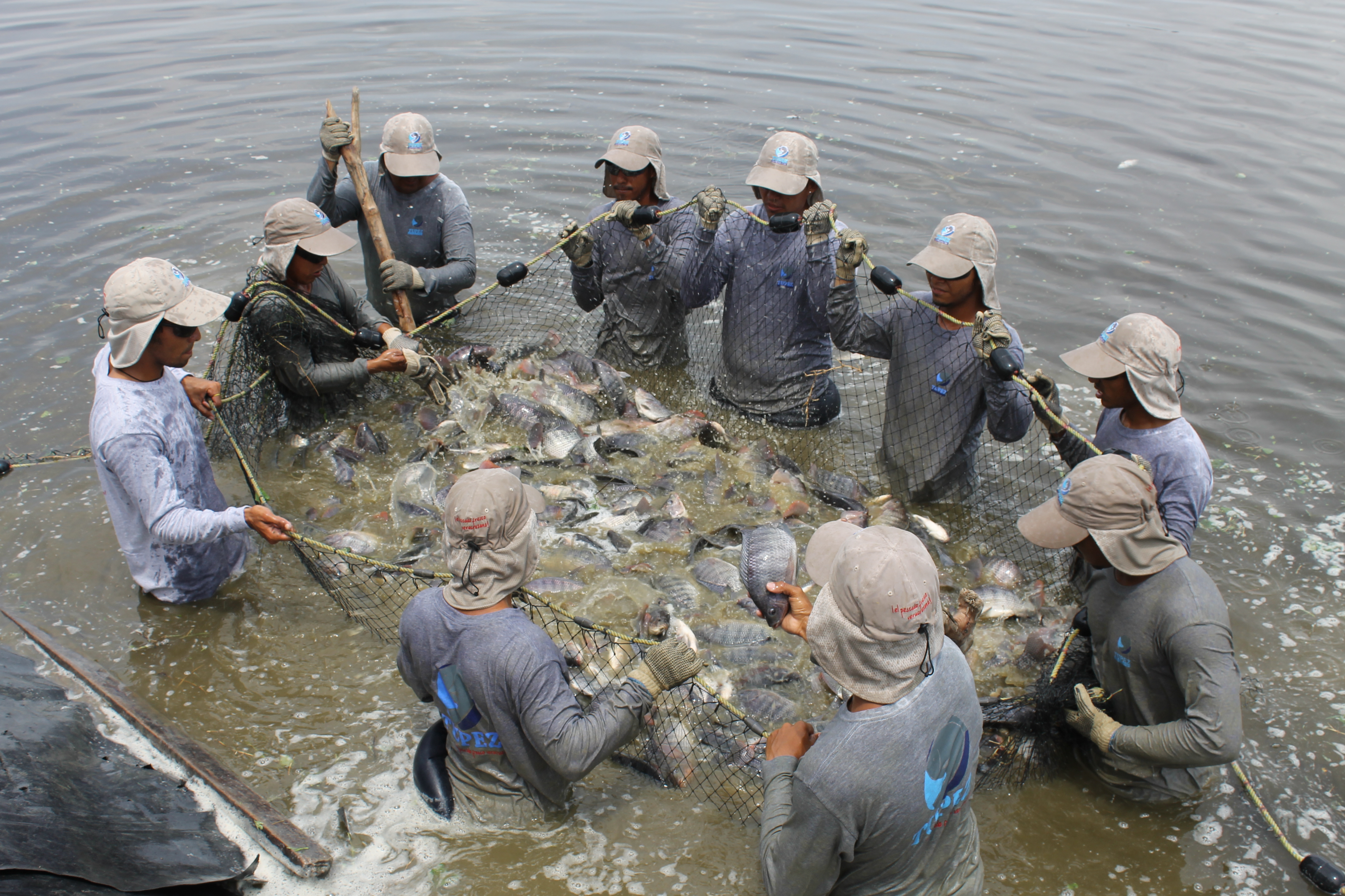 Tanto es la popularidad de este rico pescado que 5 de cada 10 granjas acuícolas en México producen tilapia, es decir un total de 4 mil 634 de las 9 mil 230 que funcionan en las 32 entidades.