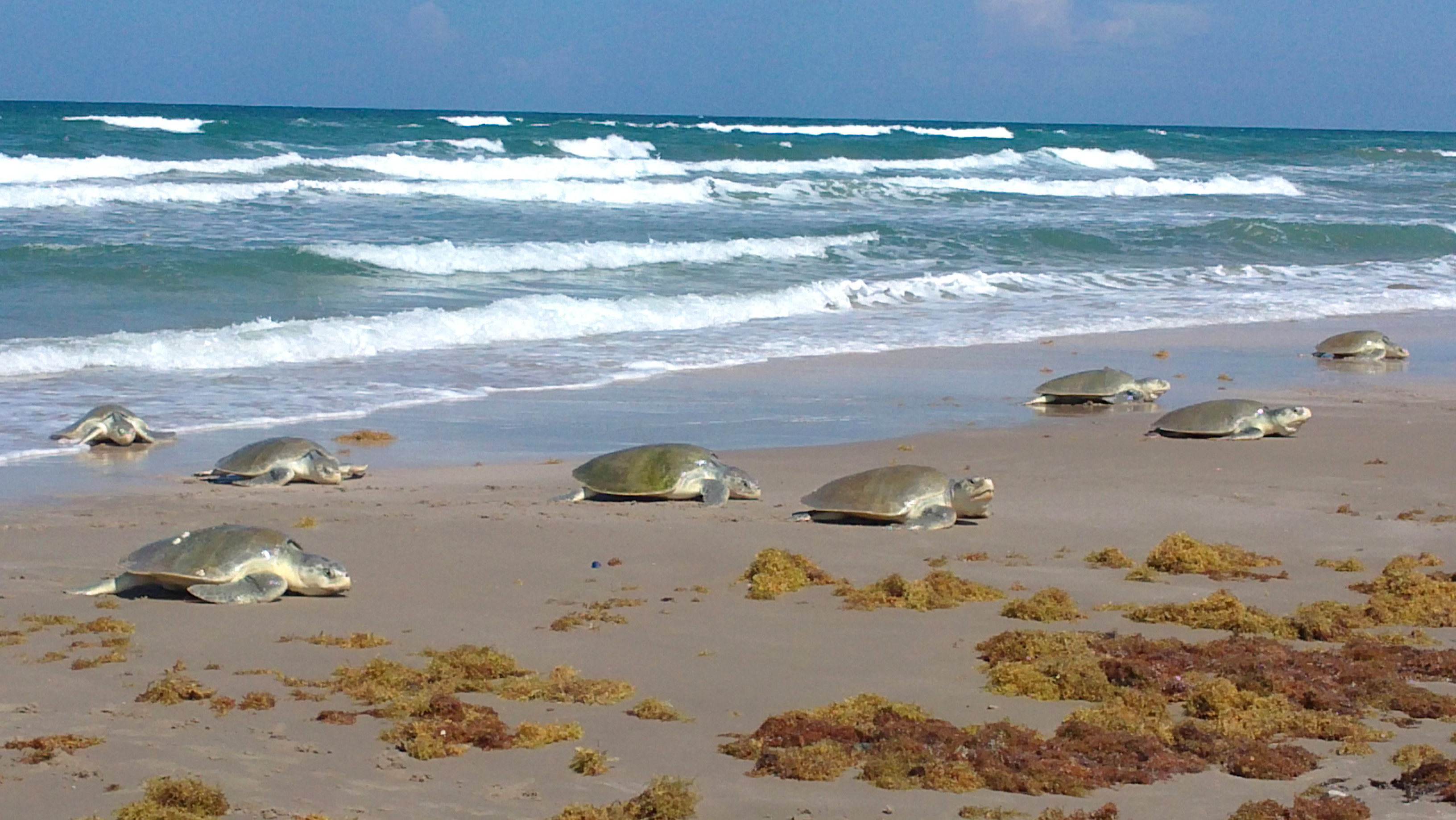 México recibe 6 de las 7 especies de tortugas marinas que existen en el mundo: caguama, lora, verde o prieta, golfina, laúd y carey.