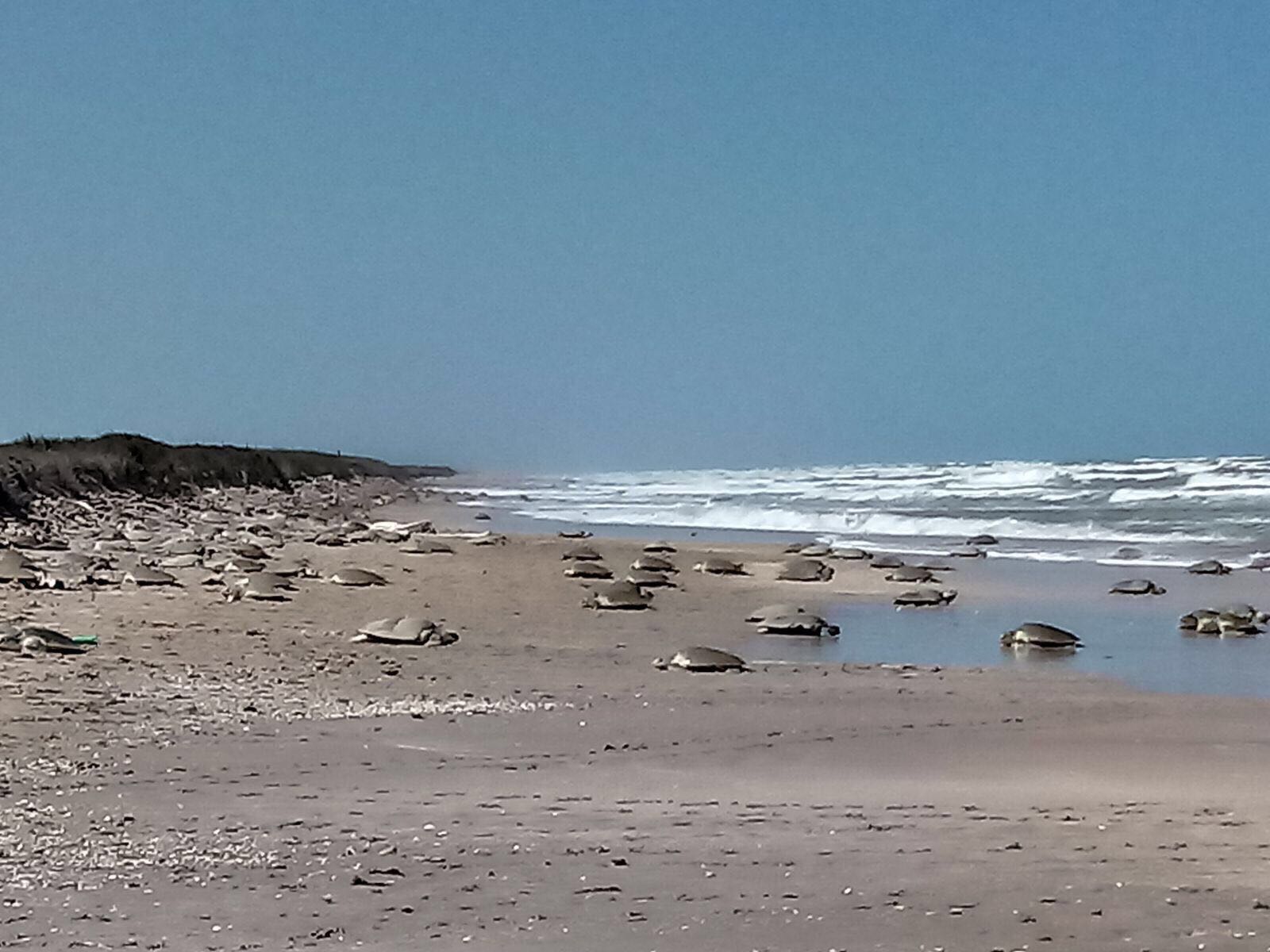 Cerca de 5 mil ejemplares de tortuga Lora llegaron a la Playa de Rancho Nuevo, Tamaulipas 