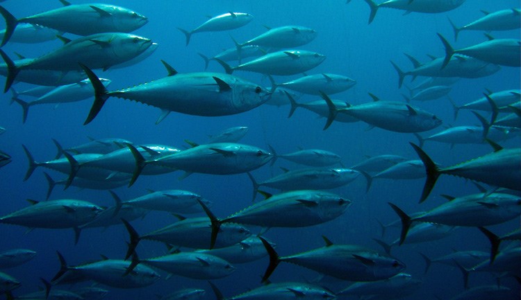 La OMC reconoce que Estados Unidos afectó a los productos mexicanos de atún, por un etiquetado “Dolphin-Safe”