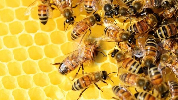 La importancia del día mundial de la abeja