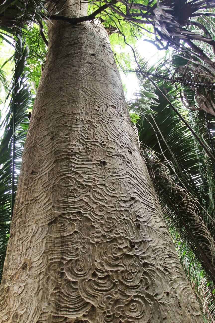 El árbol maya