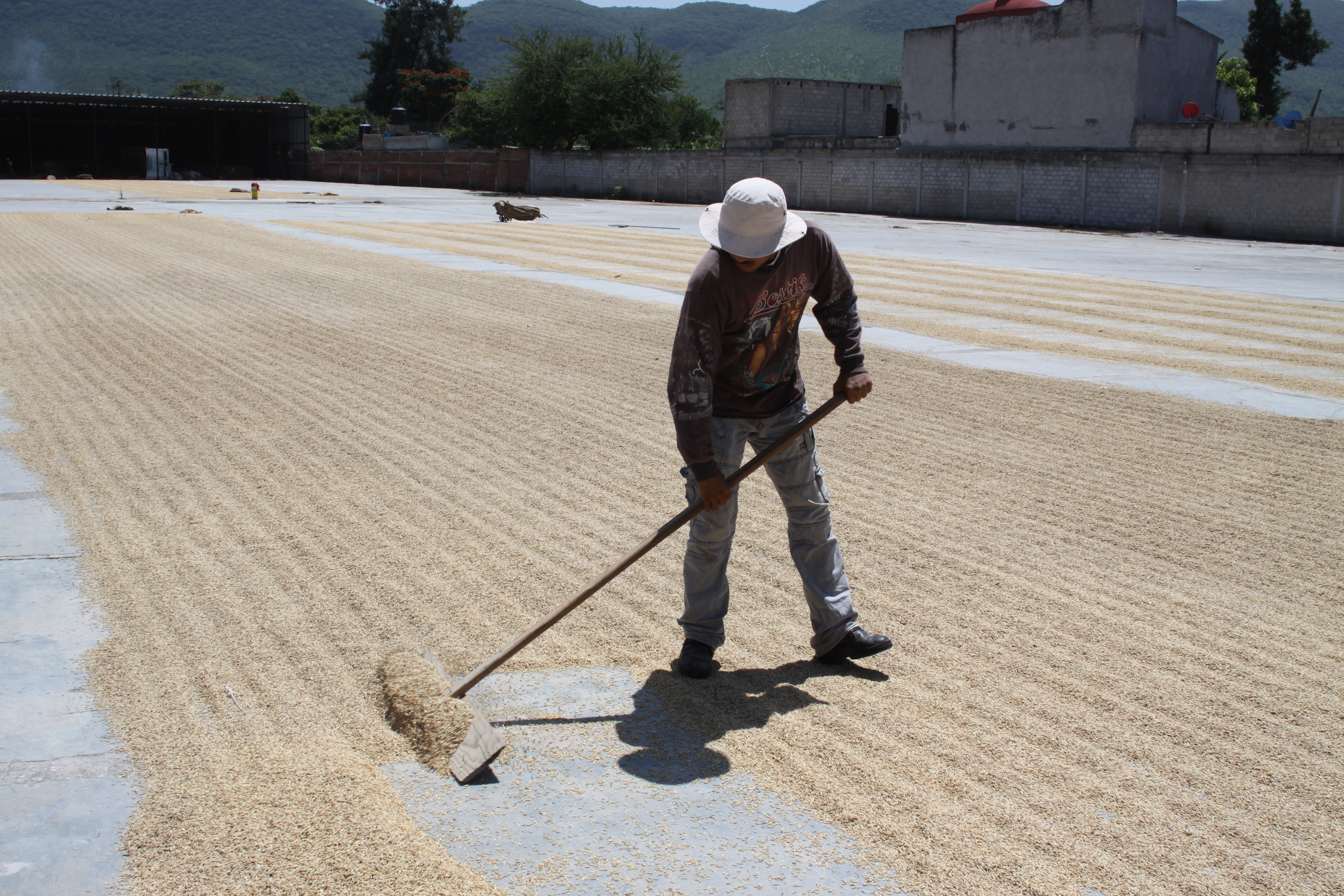 Producción de arroz en Morelos