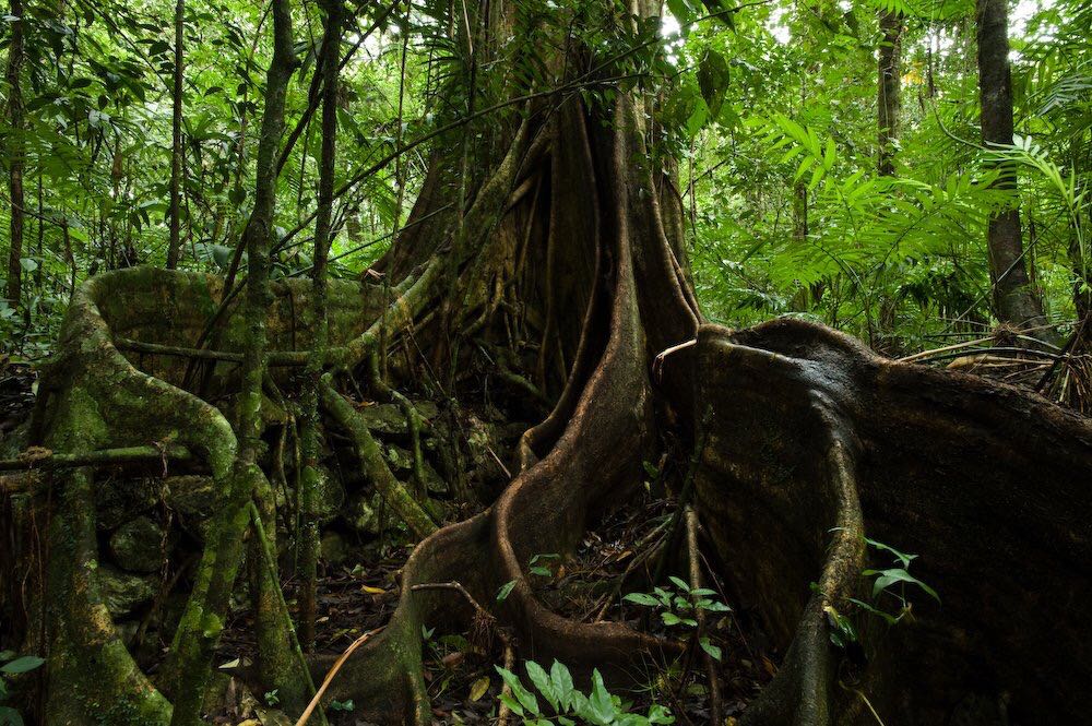 La importancia que tienen los Bosques Tropicales.