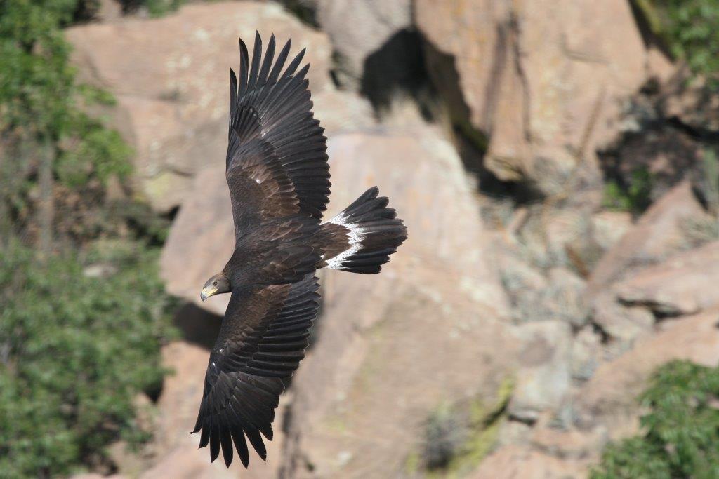 Conoce al Águila Real, símbolo nacional | Comisión Nacional de Áreas  Naturales Protegidas | Gobierno 
