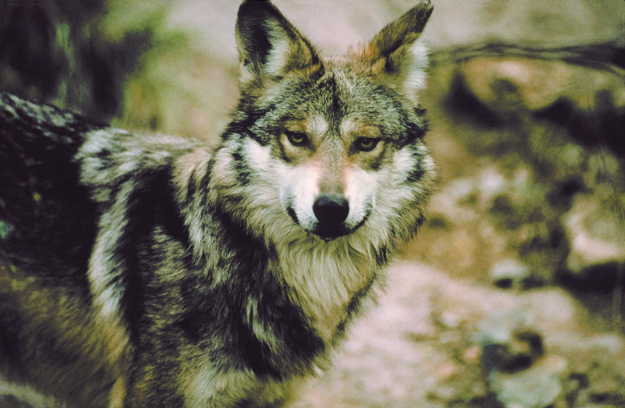 Actualmente contamos con  31 ejemplares de lobo mexicano en vida libre.

