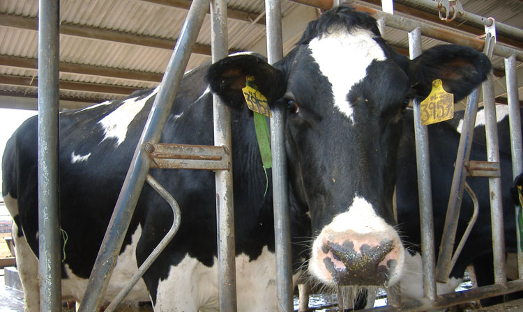 Esta restricción se suma a la ordenada por el SENASICA el pasado 25 de junio, cuando suspendió la importación de pieles crudas y tratadas de bovino, búfalo y caprino, animales susceptibles a contraer la enfermedad.