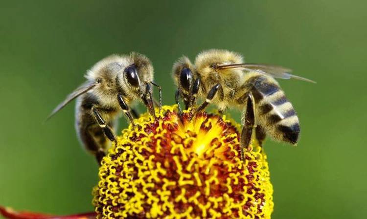 Las abejas son polinizadores porque visitan numerosas flores para obtener grandes cantidades de néctar y polen