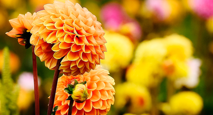 La Dalia, hermosa flor mexicana con grandes potenciales | Secretaría de  Agricultura y Desarrollo Rural | Gobierno 