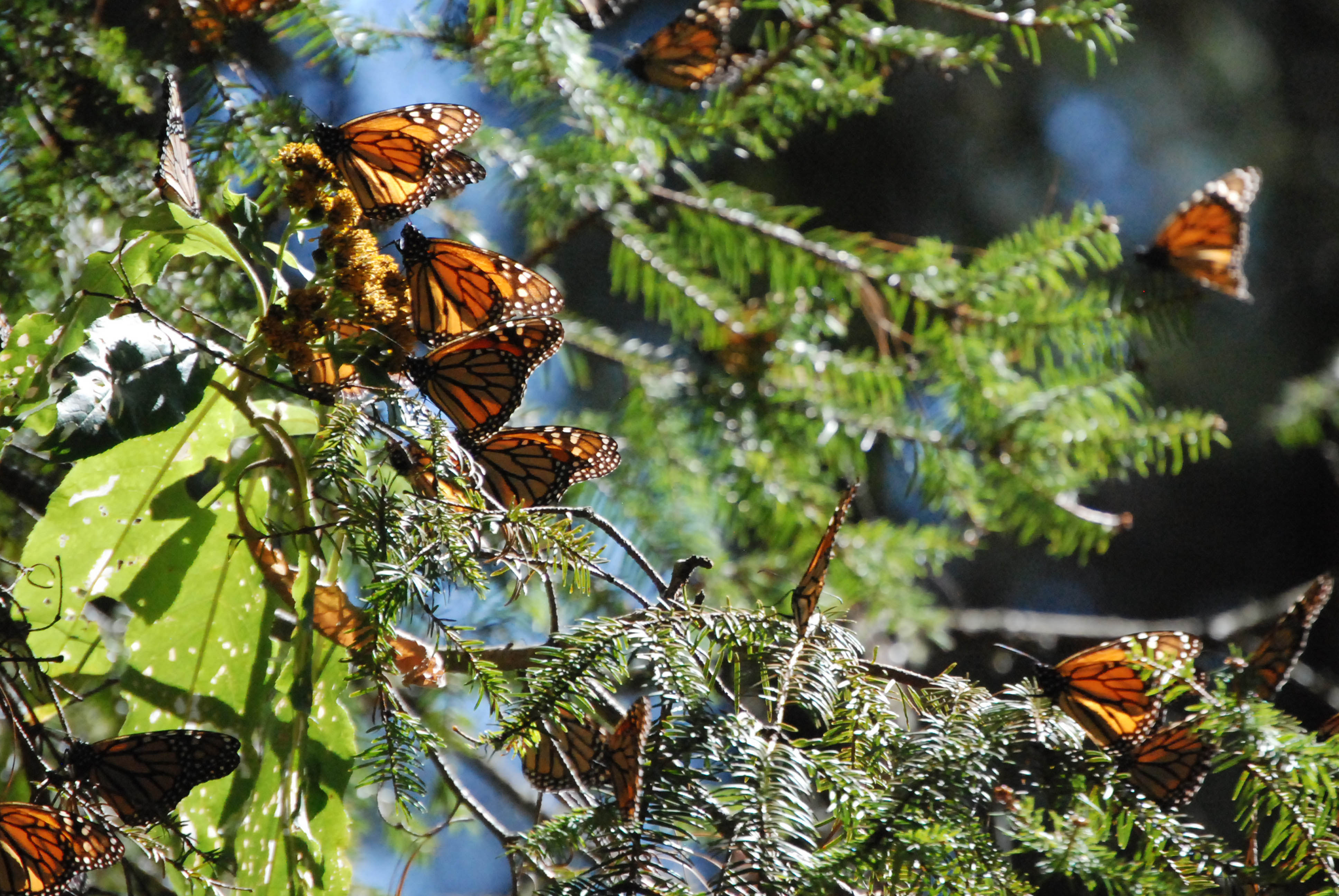 La tala clandestina en la Reserva de la Biosfera Mariposa Monarca pasó de 11.92 hectáreas a 0.65,  lo que representa una disminución del 94%. 

